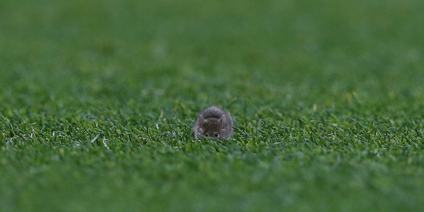 VÍDEO: Ratos nas bancadas e no relvado de Old Trafford durante o Manchester United-Southampton