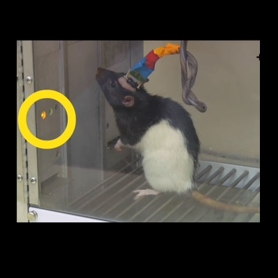 Foi assim que os famosos desejaram Feliz Natal no seu Instagram