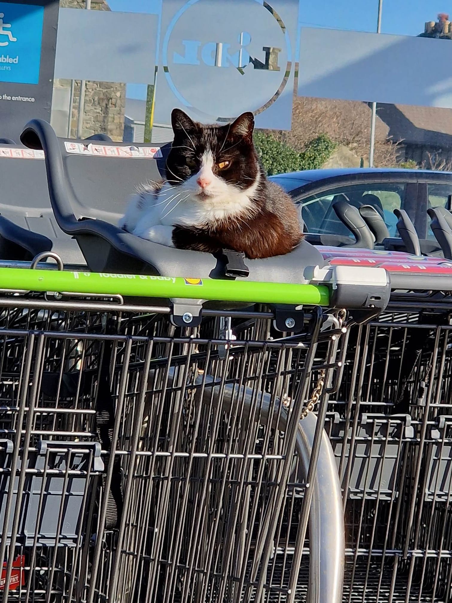 Destroçados com morte do gato do LIDL, habitantes de cidade do País de Gales querem fazer memorial ao felino