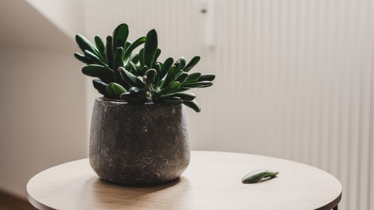 Guia simples para não deixar morrer as plantas que tem dentro de casa