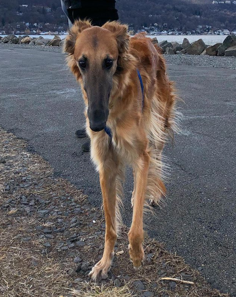 Esta cadela de focinho original está a conquistar a internet