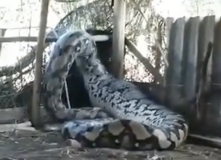 Será esta uma das maiores cobras do mundo? Veja o vídeo que mostra o animal monstruoso e já é viral