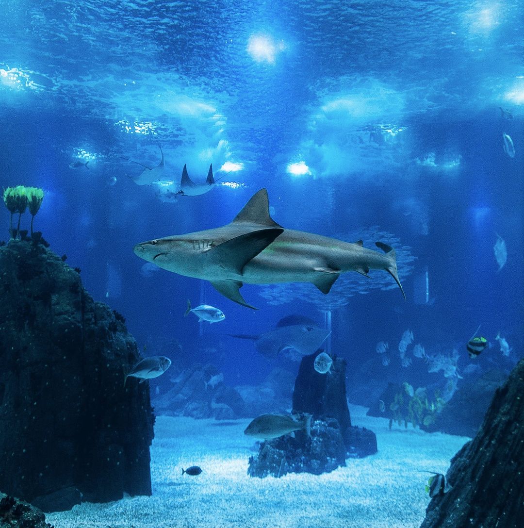 Oceanário de Lisboa faz 25 anos. Há 9.000 bilhetes grátis durante um dia (e visitas guiadas nos dias seguintes)