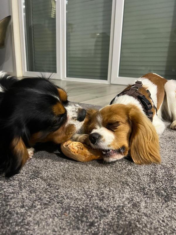 O seu cão está sempre a mordiscar? Encontrámos a solução (que é tão eficaz que até ganhou um prémio)