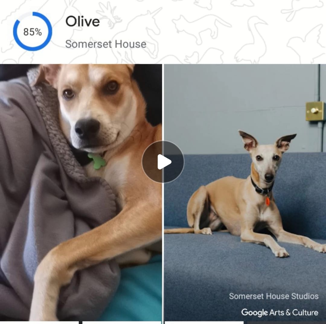 Google Pet Portraits: já pode encontrar um sósia do cão ou gato no mundo das artes