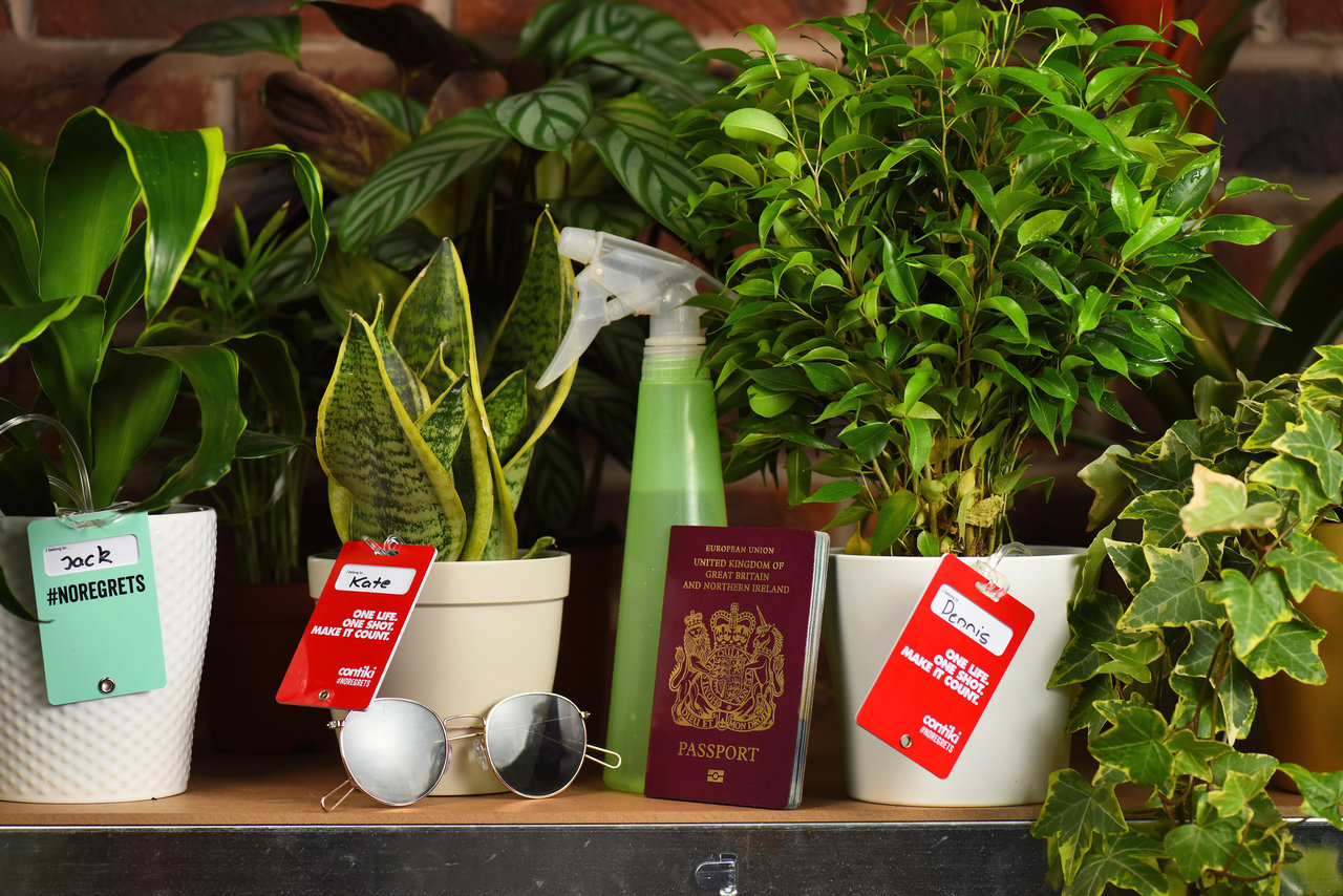 Abriu o primeiro hotel para plantas. Vá de férias e quando voltar ela estará como nova