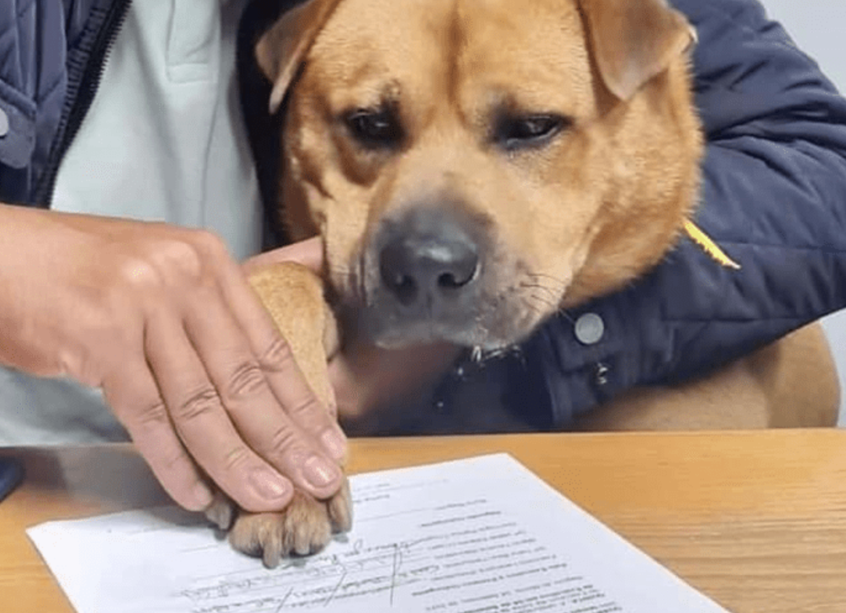 Este cão assinou contrato com junta de freguesia de Gondomar. E qual será o seu trabalho: “Dar amor e carinho”