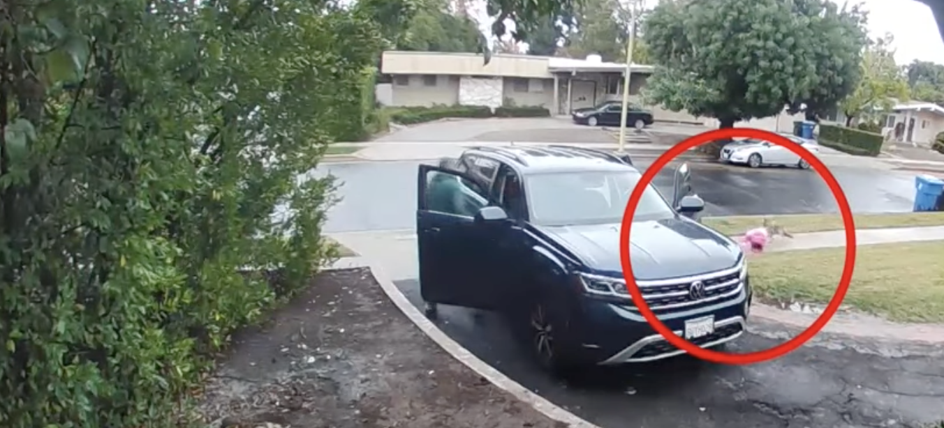 Pai distrai-se por uns segundos e um coiote tenta levar-lhe a filha de 2 anos. Veja o vídeo