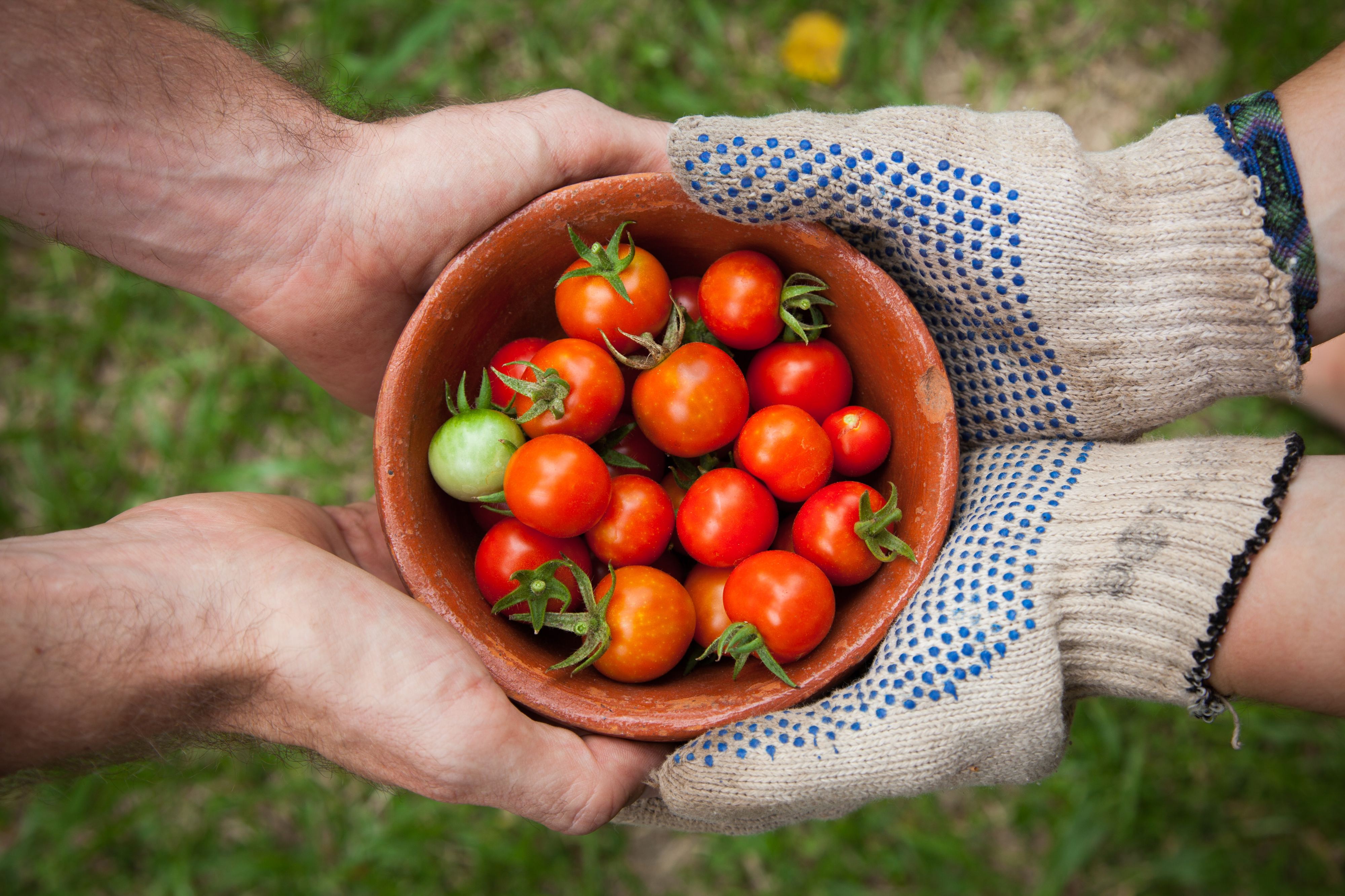 Pouca carne e muita manteiga vegetal. O que mudou na alimentação dos portugueses desde os anos 80