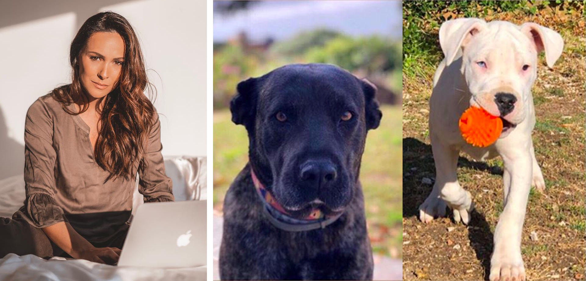 Helena Costa: “Tenho medo que me tenham levado as cadelas para lutas de cães”