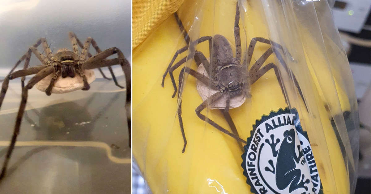 Homem encontrou aranha venenosa (e bem grande) num cacho de bananas de hipermercado