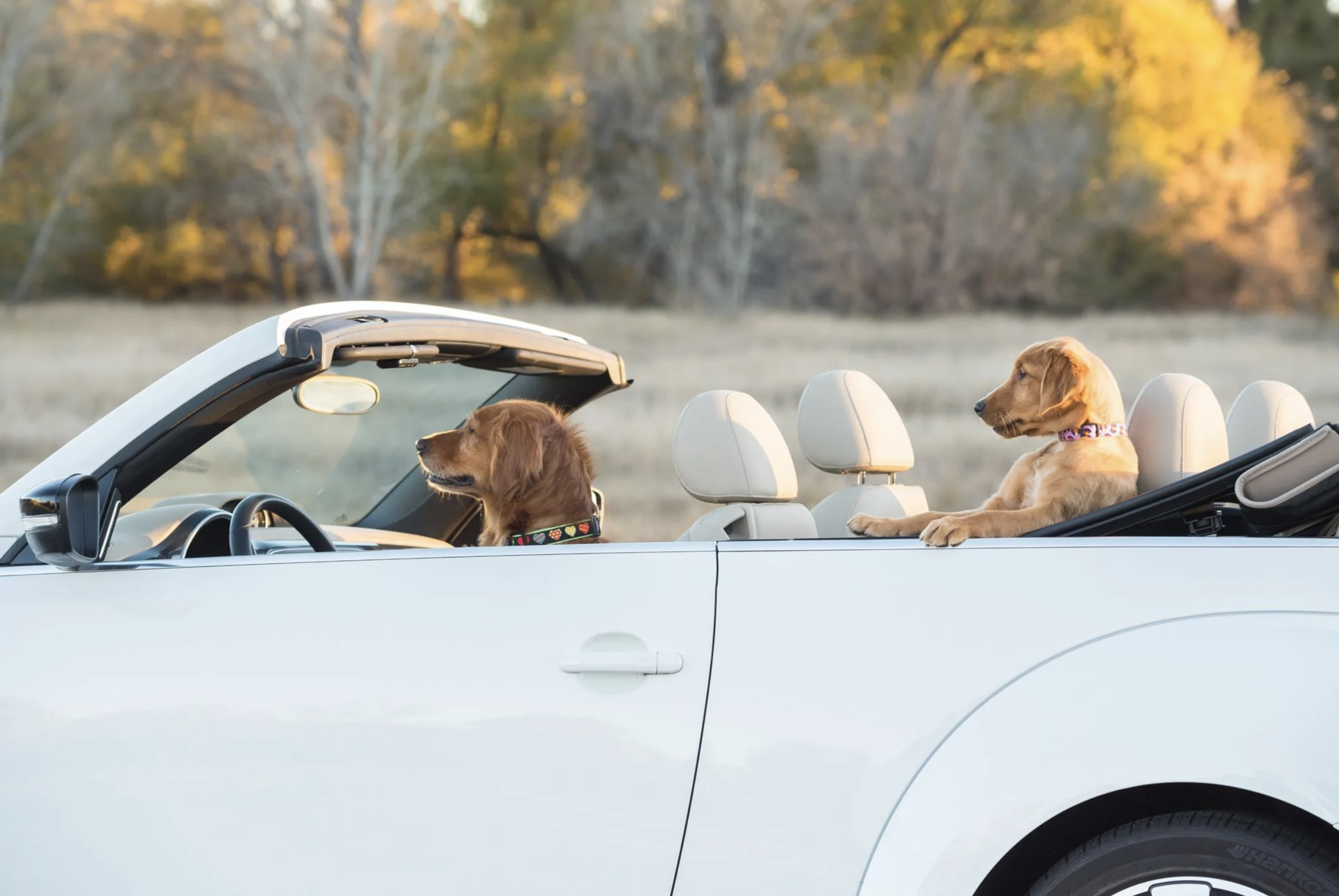 Estas são as fotografias mais hilariantes de animais, vencedoras dos Comedy Pet Photo Awards