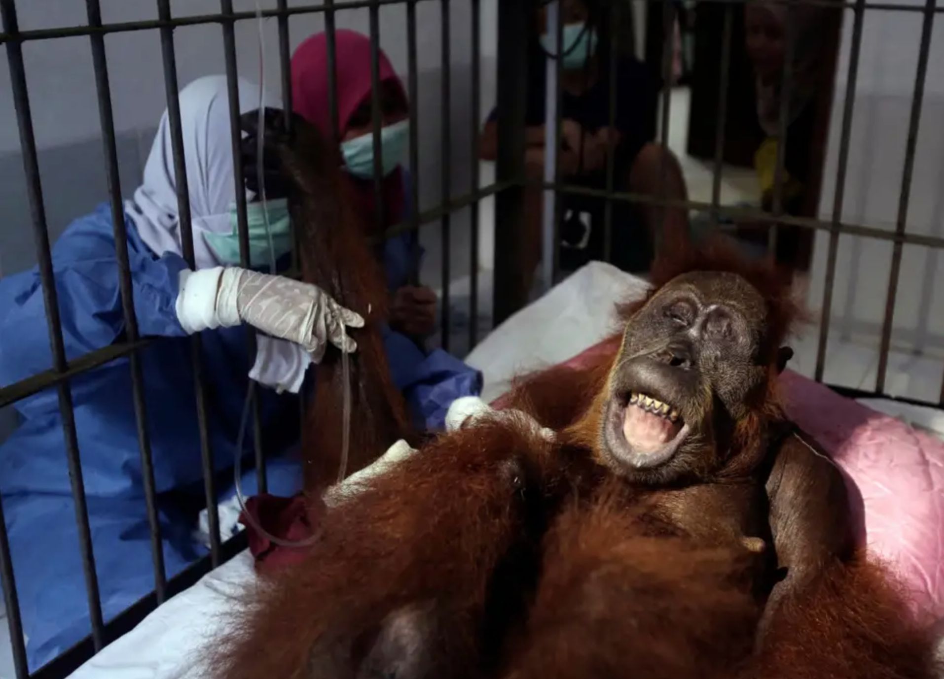 Dispararam 74 vezes sobre este orangotango até ficar cego