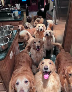 Como é a vida de uma família com 13 golden retrievers? Uma conta de TikTok partilha tudo