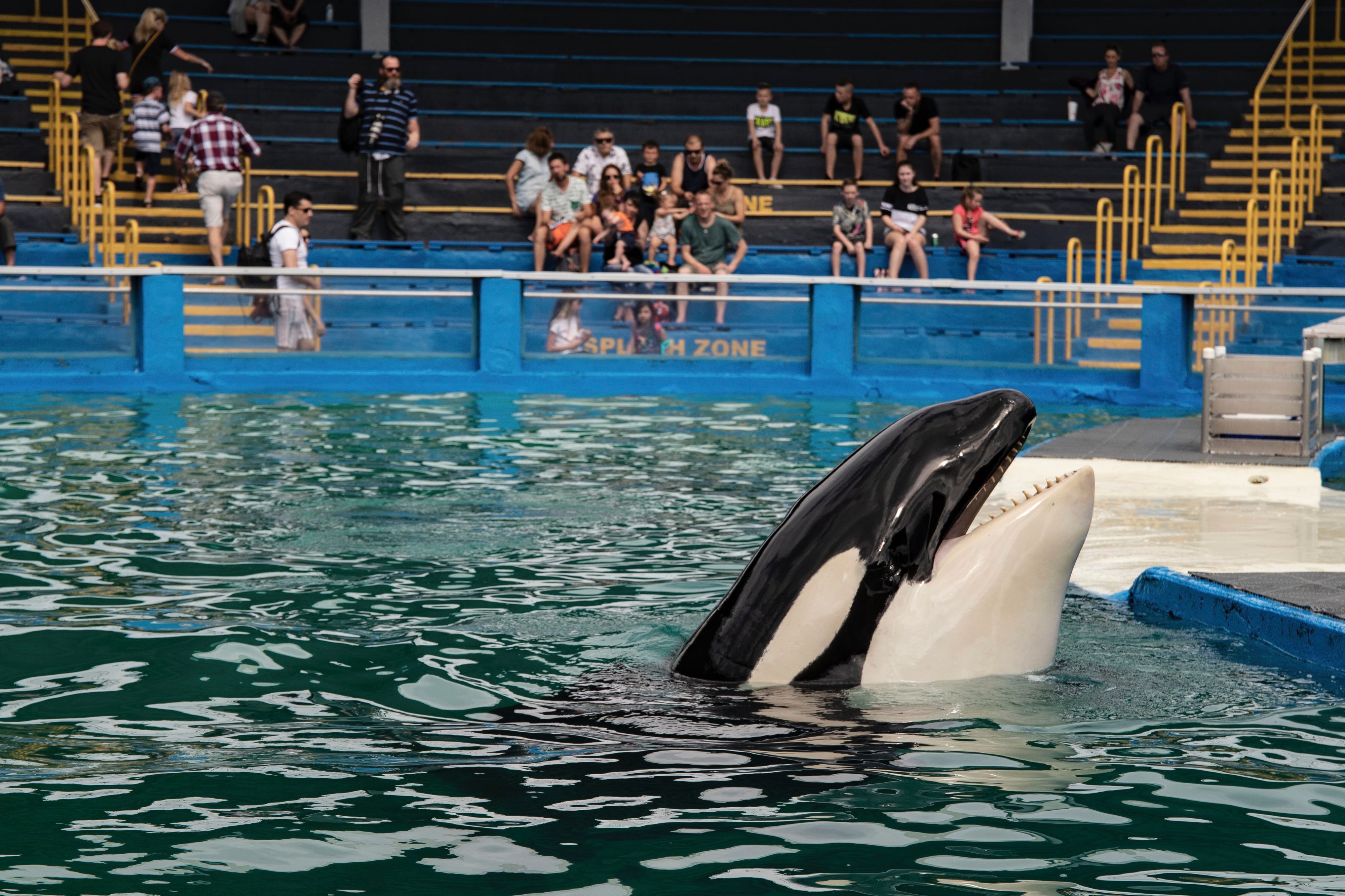 Lolita morreu depois de 50 anos a viver num aquário. Orca ia ser devolvida ao oceano em breve