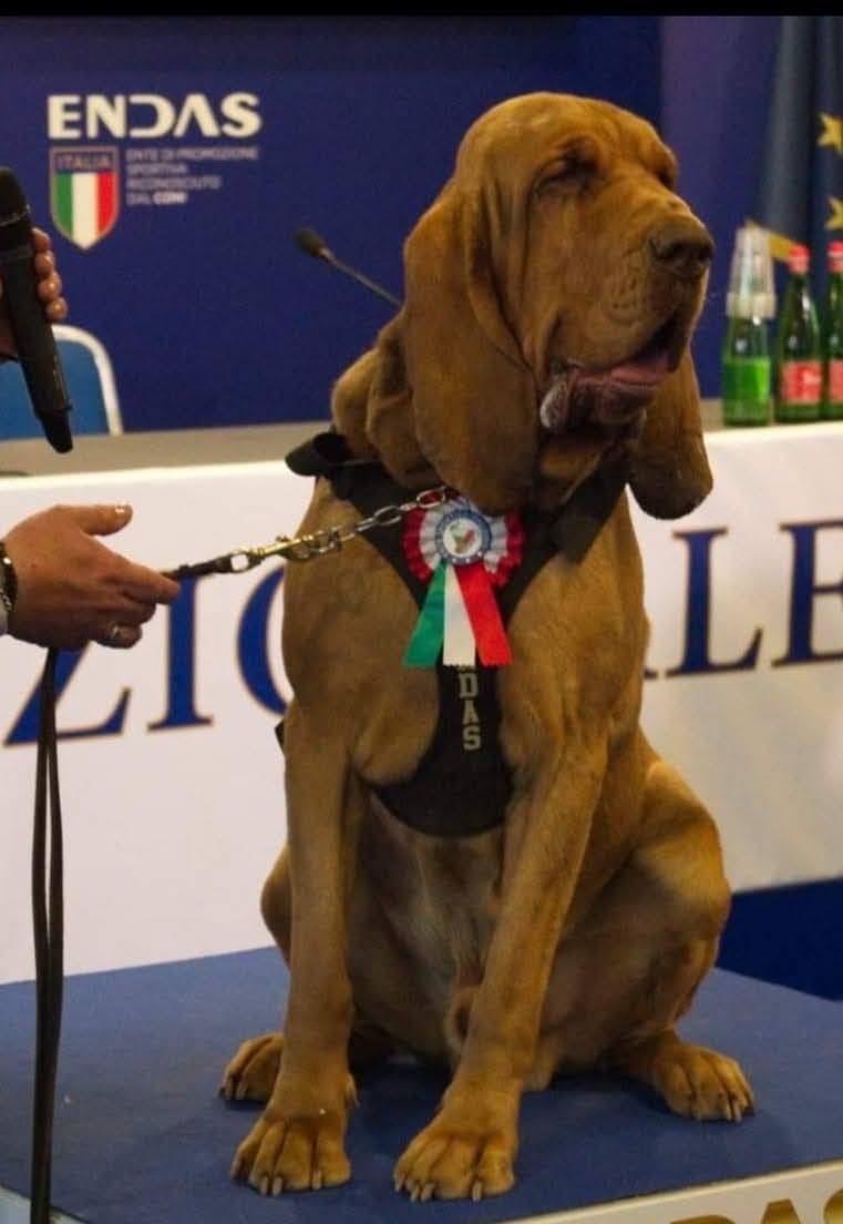 Cão da polícia italiana que salvou 9 pessoas morre após comer salsichas com pregos que atiraram para a sua casota