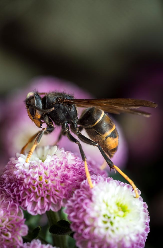 Homem de 59 anos morre após ser picado por vespa asiática. É a terceira morte desde outubro