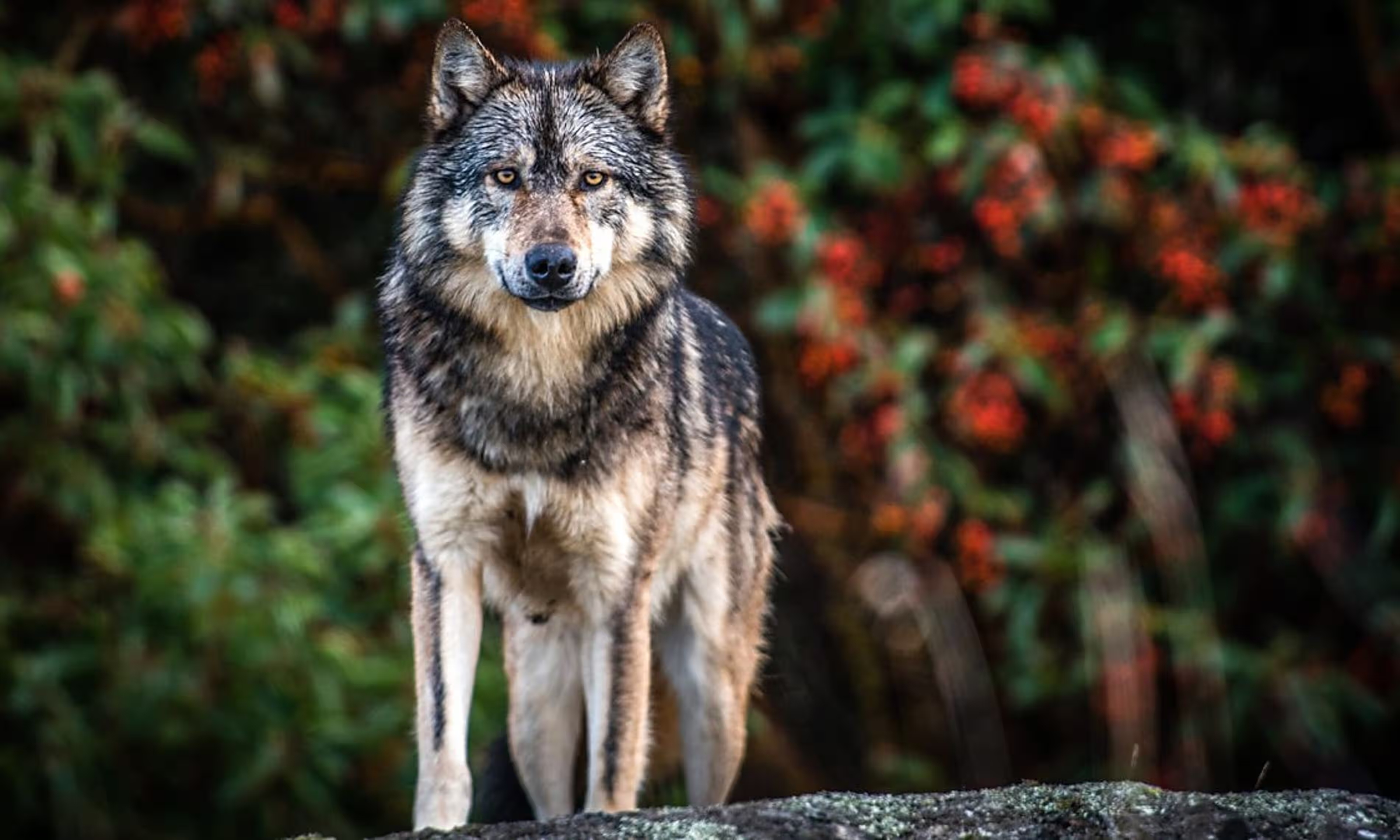 Caça ao lobo volta a ser permitida em Espanha a norte do rio Douro