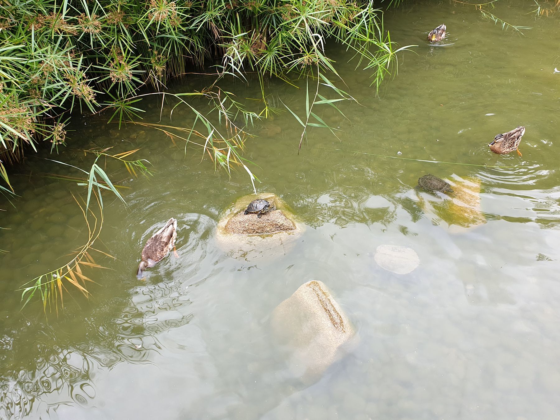 Todos a bordo. O Comboio de Natal a vapor da CP está de volta – e não vai ficar muito tempo nos carris