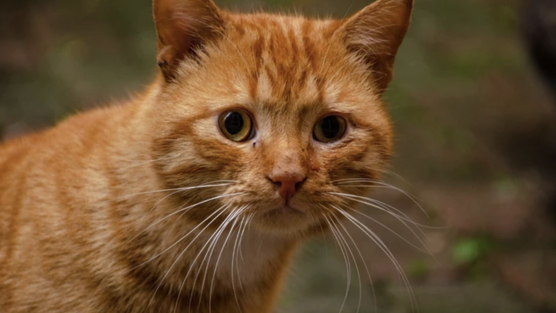 Este gato desaparecido foi encontrado quando olhava para o cartaz com a sua foto que dizia “procura-se”