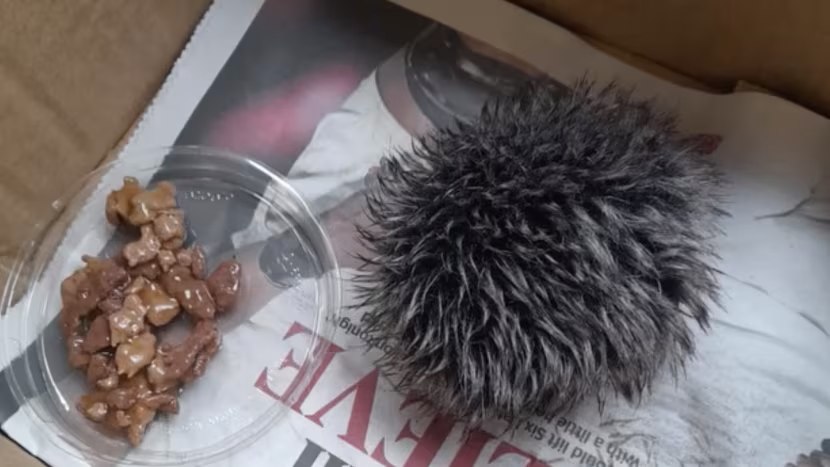 Mulher encontra ouriço bebé, trata dele, leva-o ao veterinário. Afinal, era o pompom de um gorro