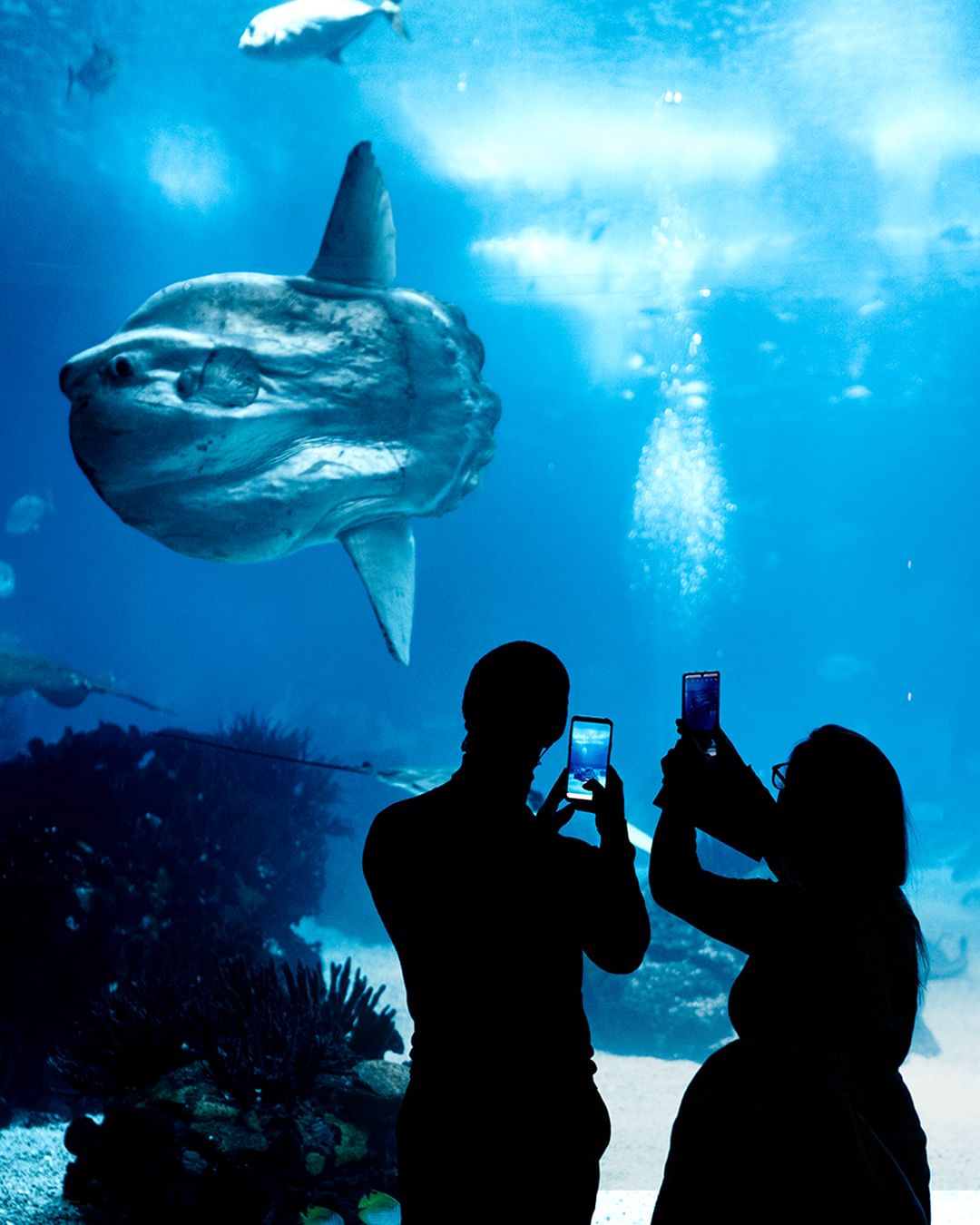 O Oceanário de Lisboa tem o programa perfeito para as famílias. Saiba o que pode fazer (e quanto custa)