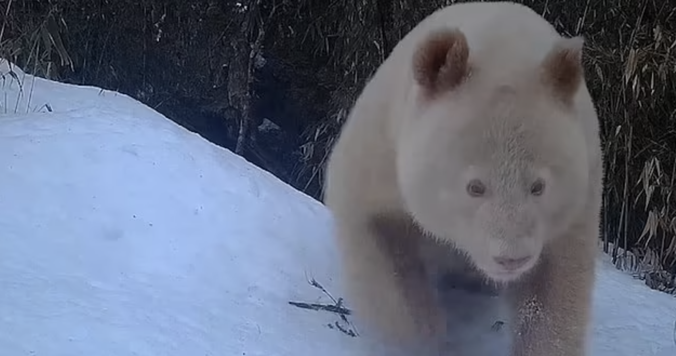 Imagens captam o único panda todo branco do mundo a tentar brincar com outros pandas. Veja o vídeo