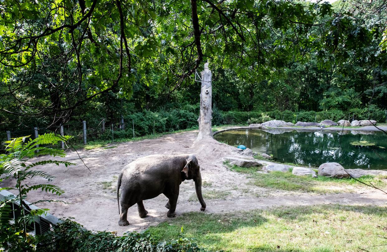 Existe uma petição online para libertar uma elefante que vive sozinha há 13 anos
