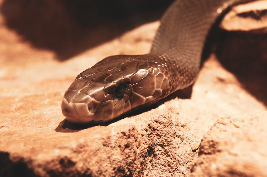 Cão salva dono da cobra mais mortal do mundo. Réptil estava escondido dentro do sofá
