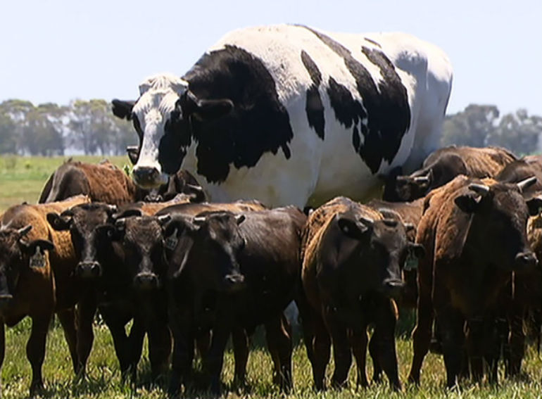 Knickers, o boi australiano que é da altura do Michael Jordan