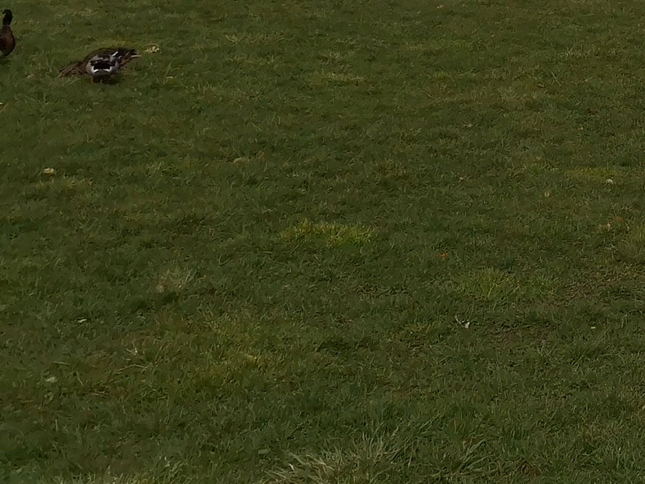 Esta garrafa de champagne é limitada e perfeita para as festividades de fim de ano. Saiba quanto custa