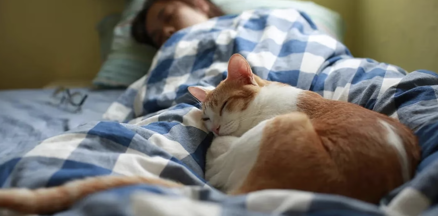 Os gatos têm uma pessoa preferida na família. Saiba porquê e o que os torna mais ou menos sociáveis