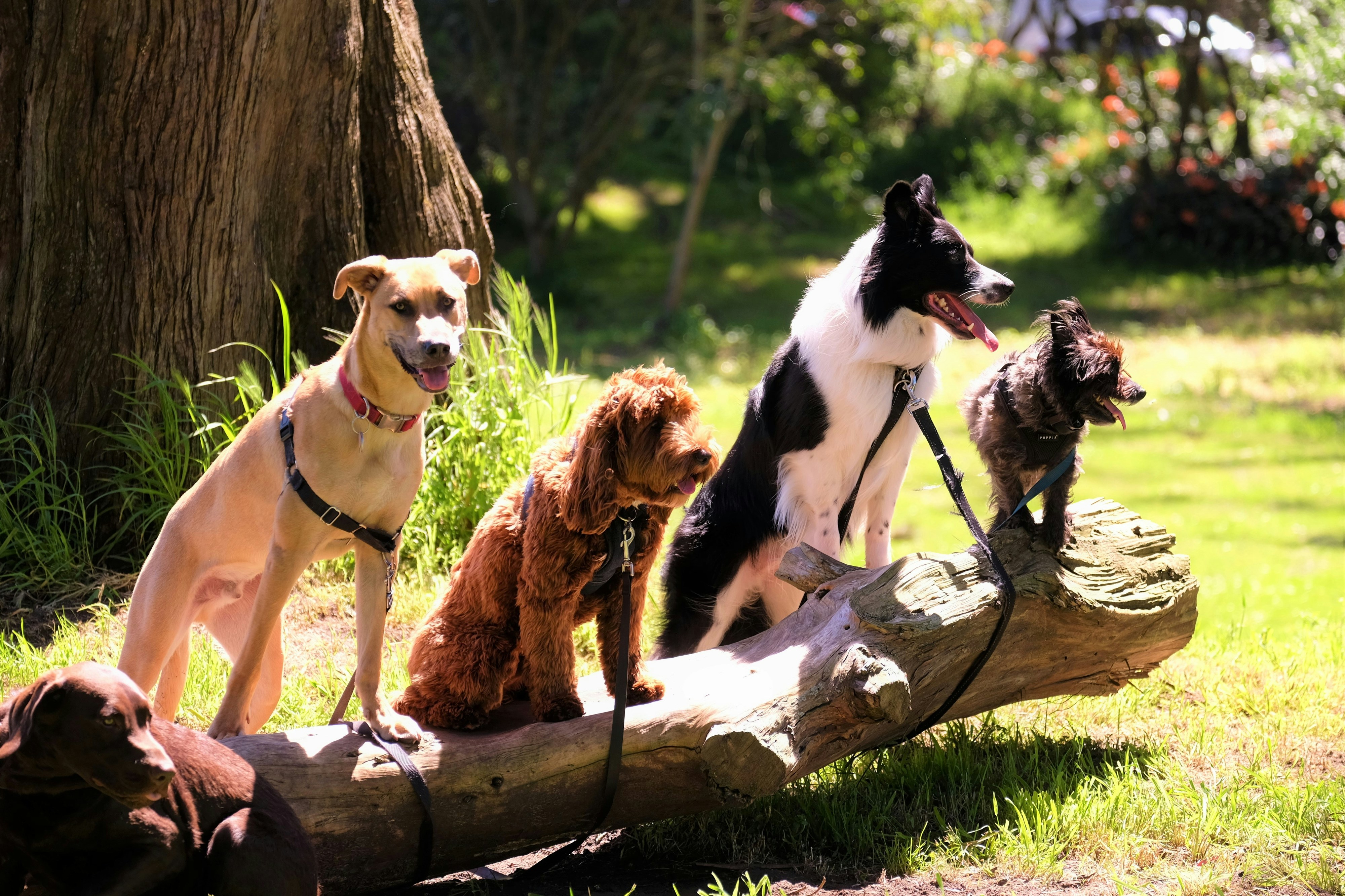 Neste novo parque canino, os amigos de 4 patas podem participar num ‘cãocurso’. Saiba onde e como