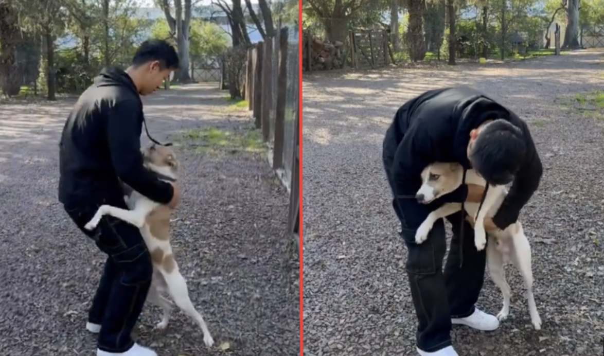 Tem mesmo de ver a reação deste cão quando reencontrou o dono depois de ele ter saído da casa do “Big Brother”