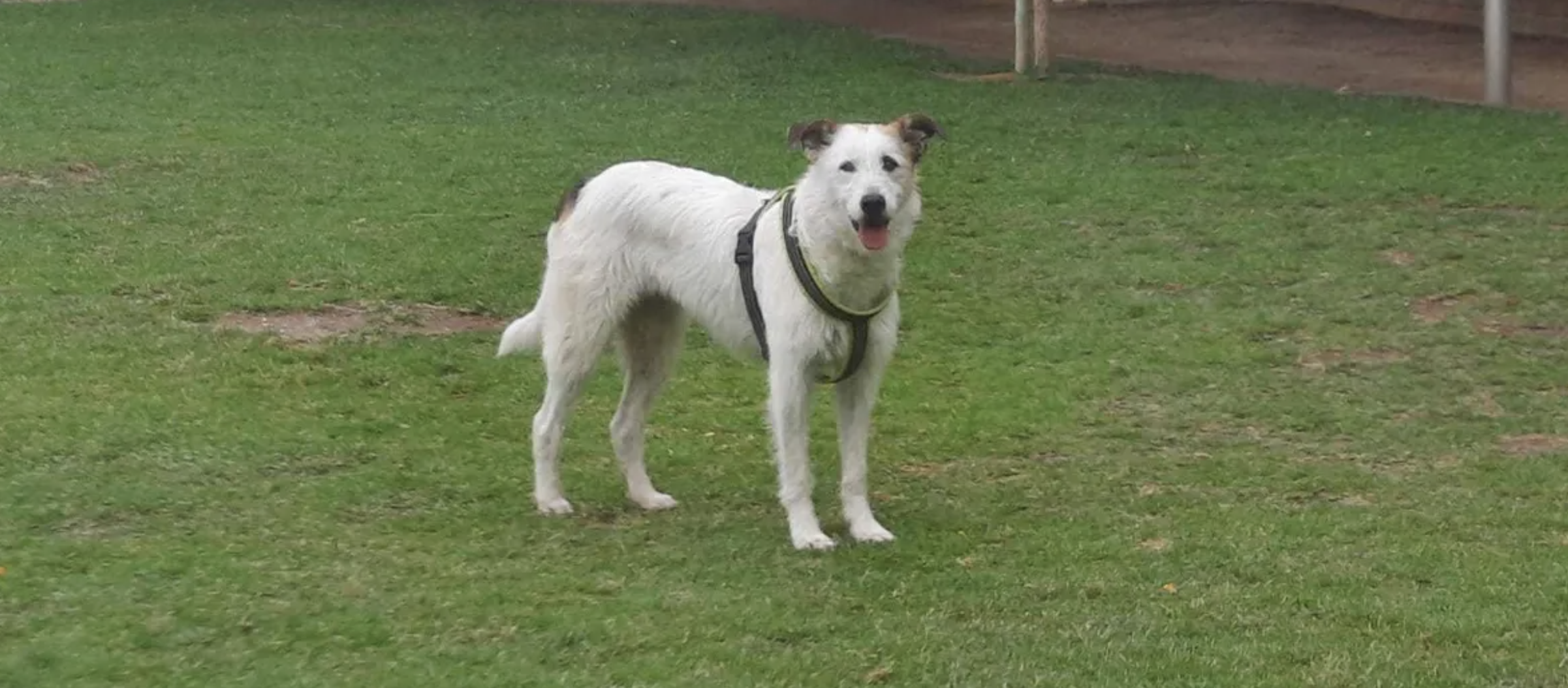 Cadela não quis deixar o parque onde viveu com o dono sem-abrigo, que morreu. O animal visita o local todos os dias