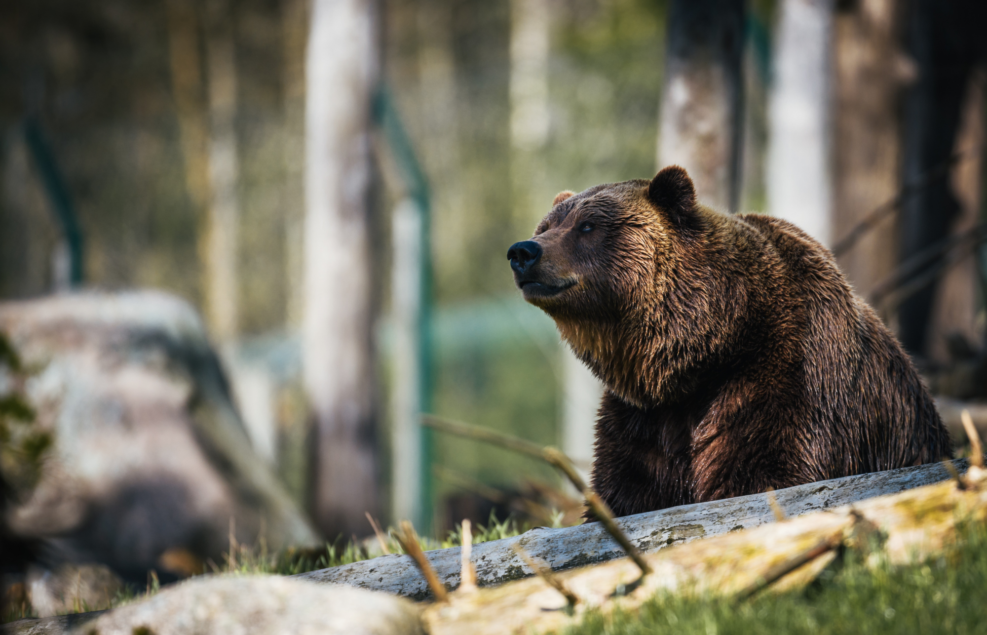 Foi atacado por um urso, ficou preso durante um mês e sobreviveu para contar a história