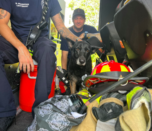 Cadela caiu para um canal, foi resgatada e reencontrou a família passados 6 anos. Conheça este final feliz