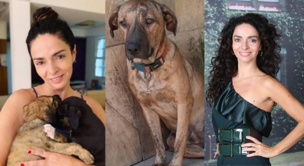 Estrela da Globo adotou dois cães bebés e abandonou-os num canil ao fim de uns meses. Um deles morreu deprimido