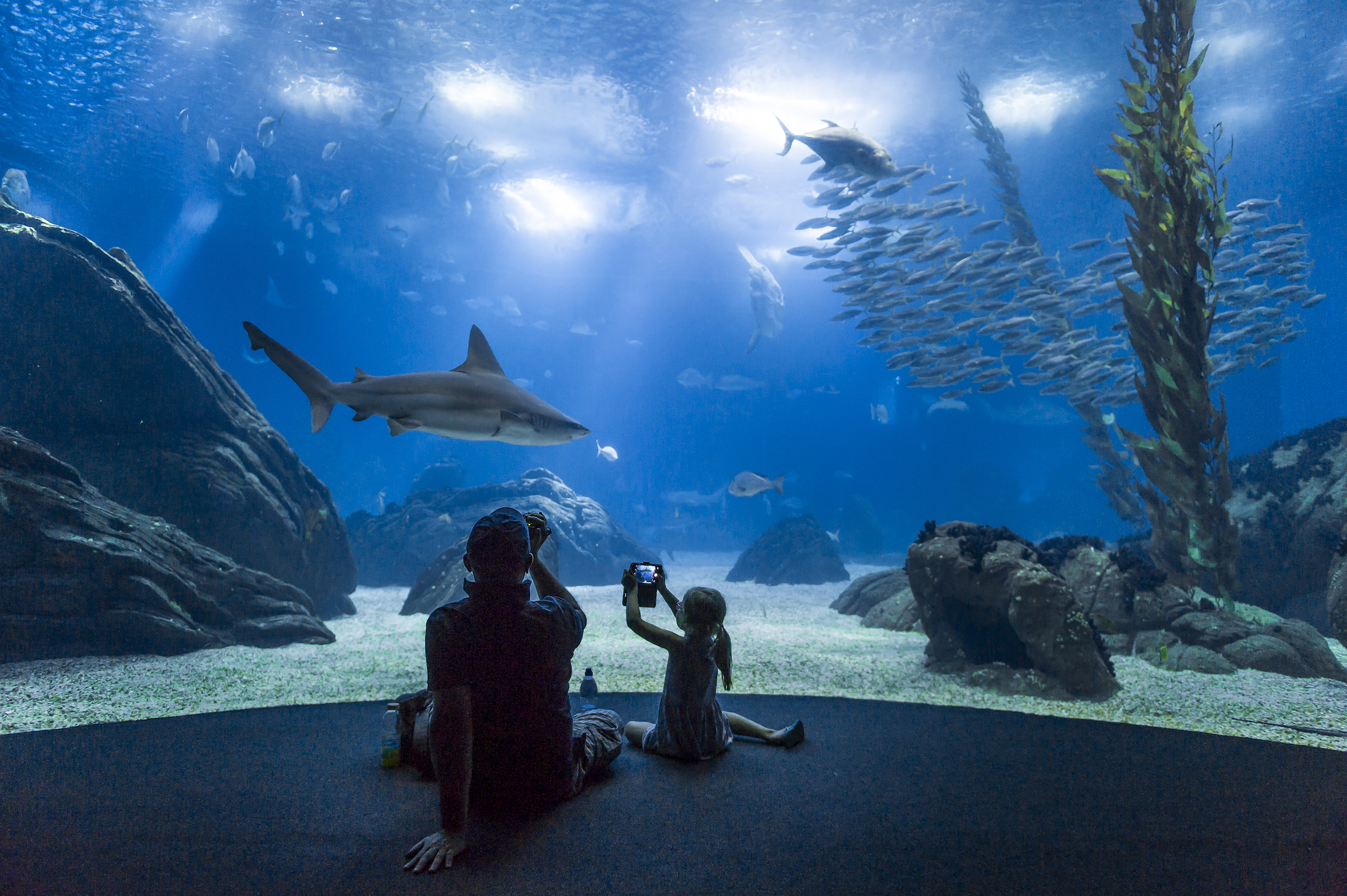 As visitas ao Oceanário vão ser ainda mais espetaculares com esta novidade
