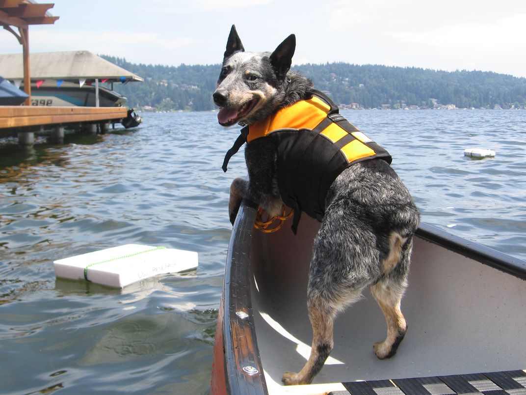 9 trabalhos curiosos que não sabíamos que os cães podiam ter
