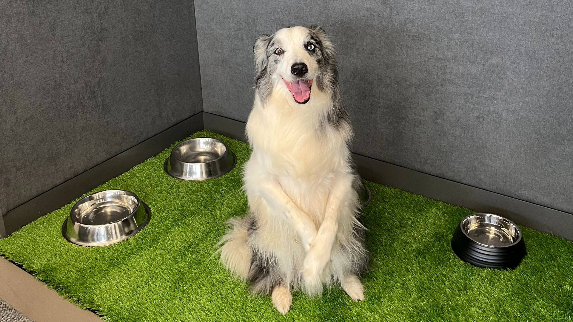 Sonae Campus vai ter um escritório pet friendly e os funcionários podem levar os animais para o trabalho