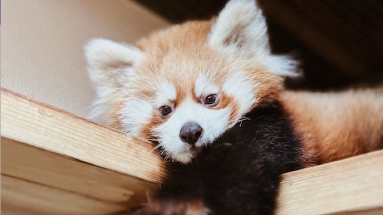 Bebé panda vermelho muito raro morre subitamente e sem explicação. Tinha 3 meses e sempre esteve bem de saúde