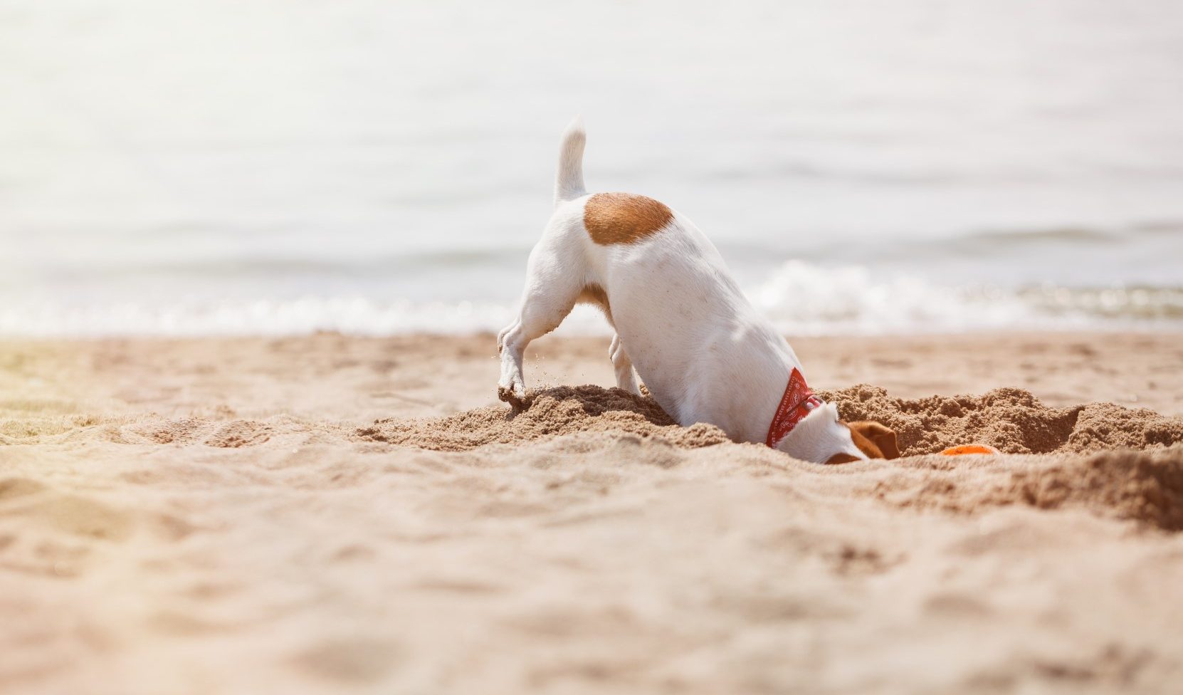Torres Vedras vai ter a primeira praia onde os cães podem andar livremente