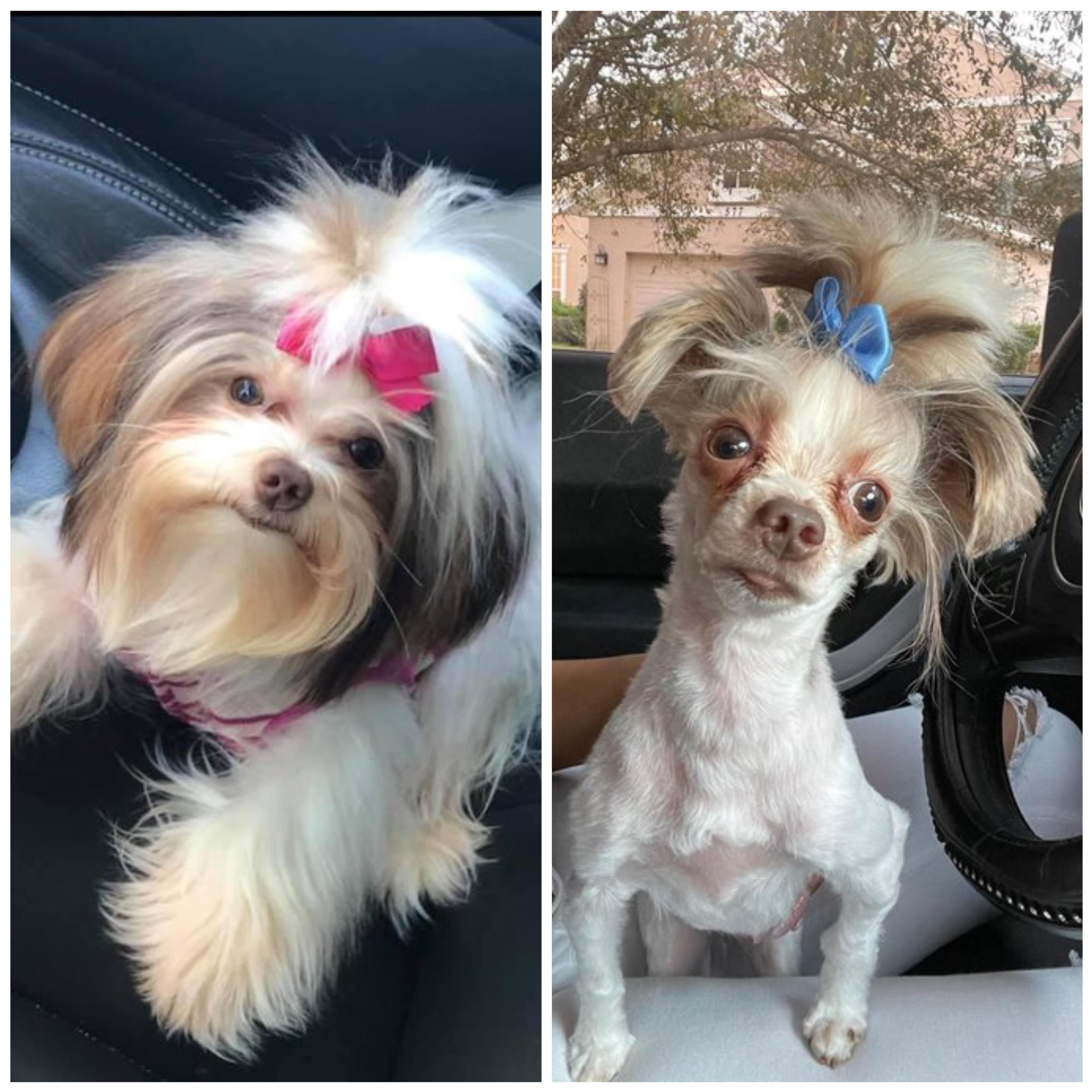 Cadela sai da tosquia a parecer Sid de “A Idade do Gelo” e fica viral. Veja as semelhanças