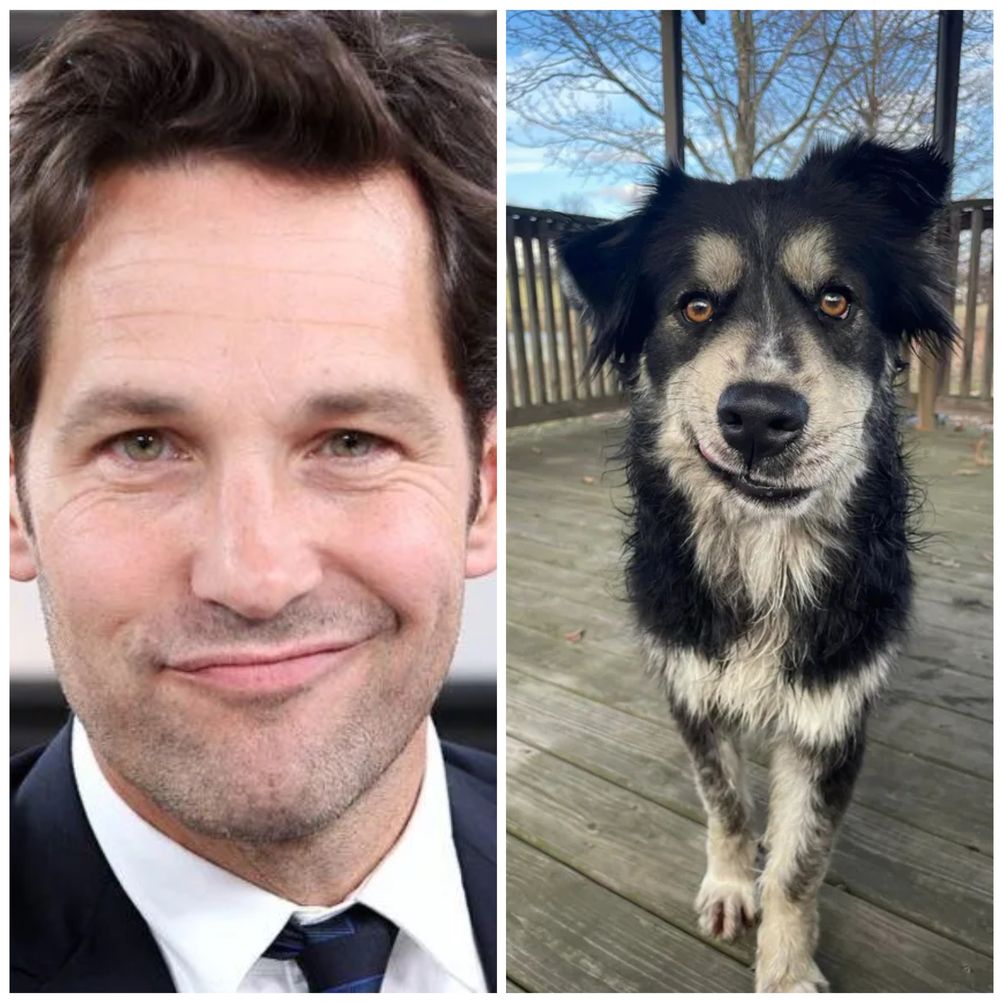 Sósia canino do ator Paul Rudd foi adotado e tem agora uma família para sempre
