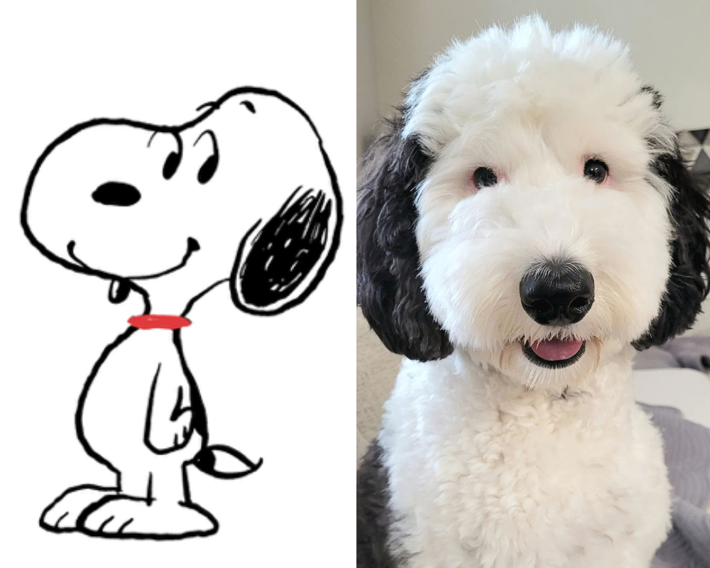 Alerta, fofura. Afinal o Snoopy existe mesmo na vida real. Veja as semelhanças