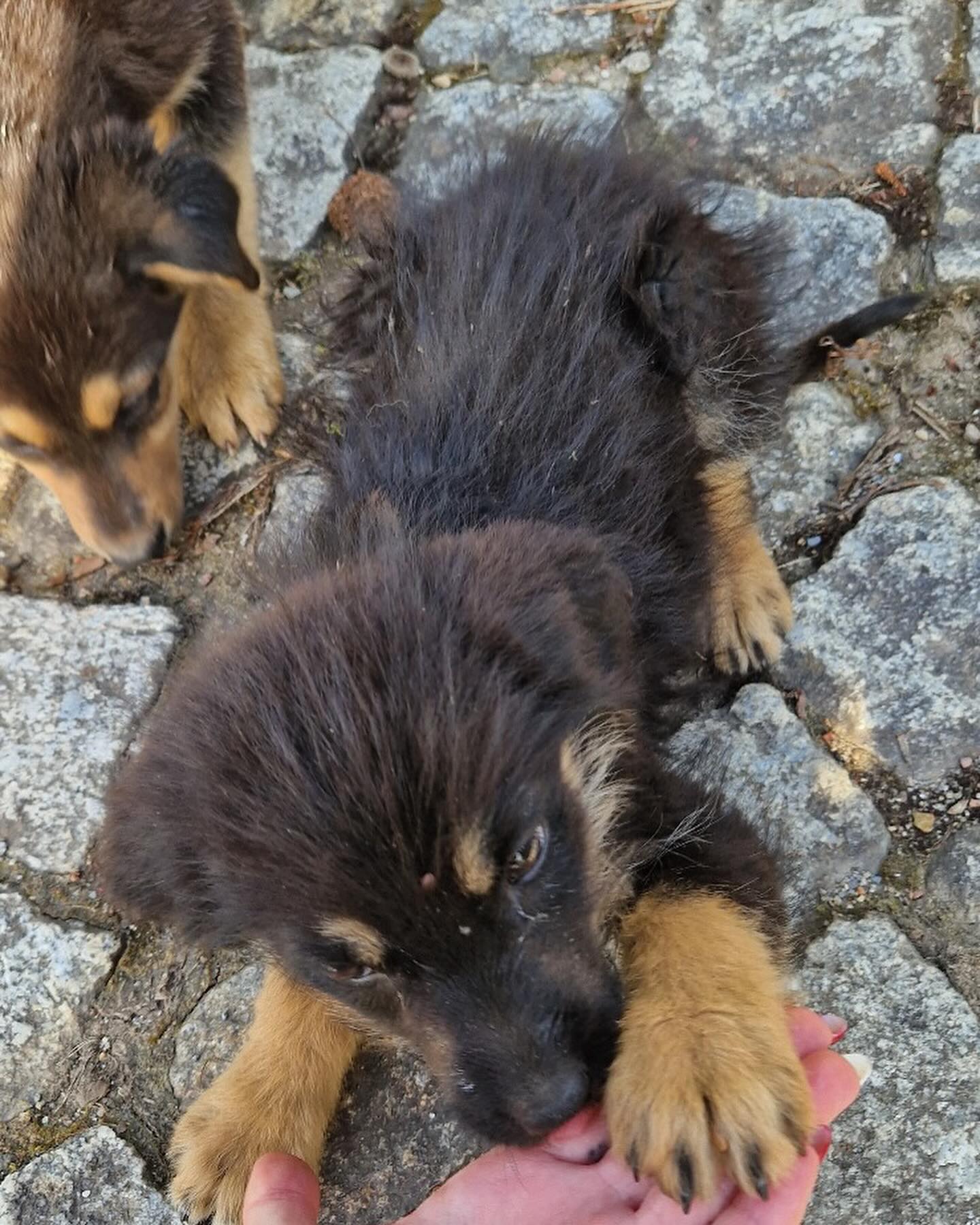 IRA resgata três cadelas bebés em Gondomar. Estavam muito magras e “repletas de carraças”