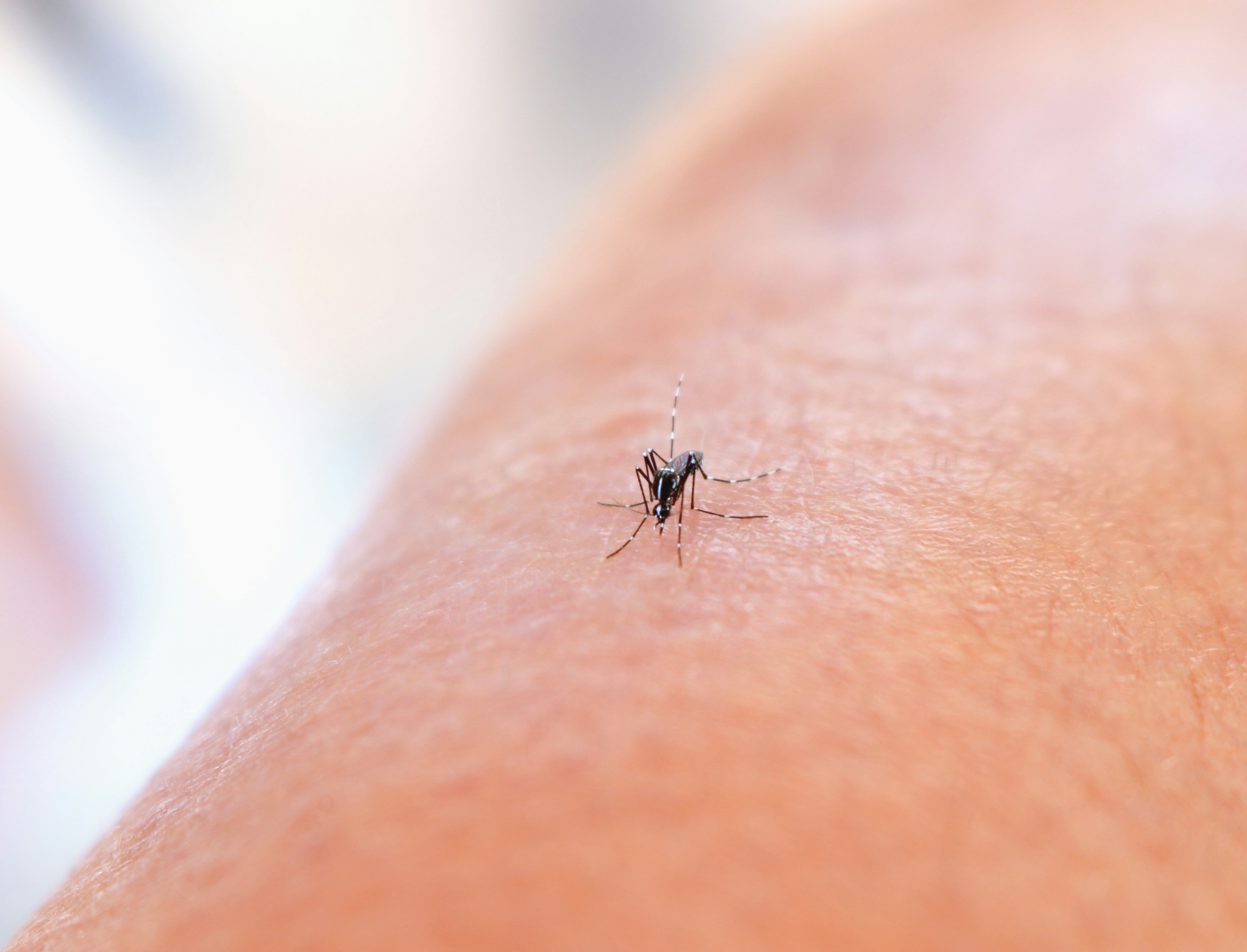 Está sempre a ser picado por mosquitos? Dizemos-lhe porquê