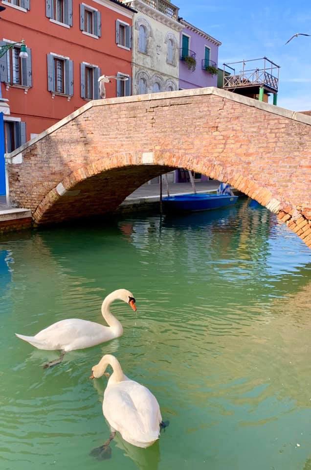 Afinal, Veneza não tem golfinhos e os cisnes sempre andaram por lá