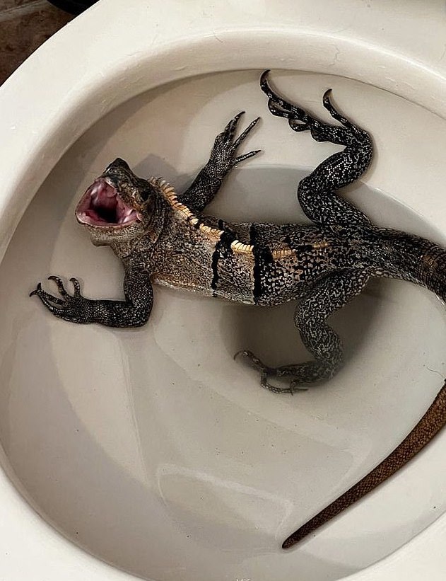 Este homem encontrou uma iguana gigante na sanita. O animal estava furioso. Veja as imagens